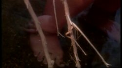 Captura de 'Hollywood Nights/Malibu Canyon Nights' nº 7
