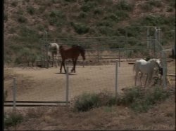 Captura de 'Barely Legal Summer Camp 1 & 2' nº 1