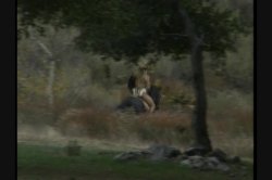 'New Barbarians 1, The' screenshot nº 24