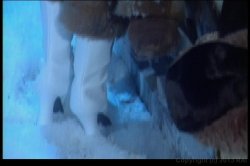 'Brunettes From Behind' screenshot nº 38