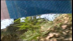 'Amazzoni a Caccia di Cazzi' screenshot nº 73