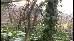 'Amazzoni a Caccia di Cazzi' screenshot nº 80