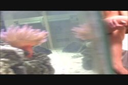 'Cherries 48' screenshot nº 60