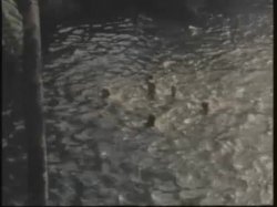 'Surrender in Paradise' screenshot nº 83