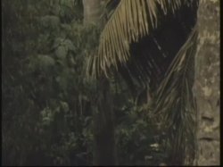'Surrender in Paradise' screenshot nº 25