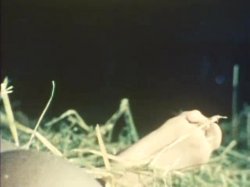'All the Way' screenshot nº 96