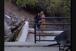 'Wild Teens' screenshot nº 80