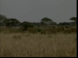 Captura de 'Africa Connection' nº 21