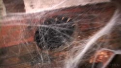 'Frat House Fuckfest 7' screenshot nº 4