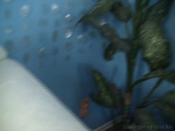 Captura de 'Plumper Orgy 2' nº 28