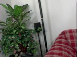 'Extreme Interracial' screenshot nº 16