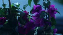 'Gardener' screenshot nº 113