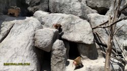 Captura de 'Annoying Step Sister Goes To The Zoo With Her Bro' nº 8