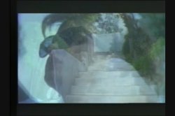'Black Orchid' screenshot nº 41