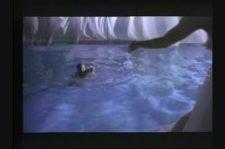 'Black Orchid' screenshot nº 113