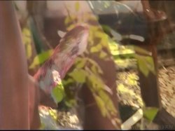 Captura de 'Sex on the Hour' nº 83
