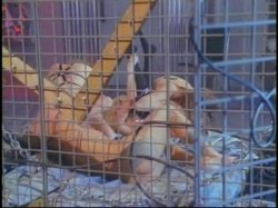'Real Jenna Jameson, The' screenshot nº 21