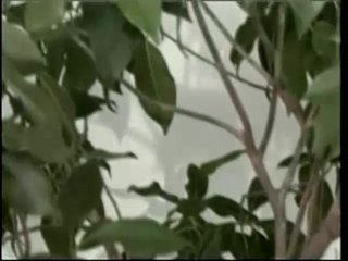 Hardcore Teenagers - Scene2 - 1
