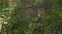 'Cougar Hunter, The' screenshot nº 13