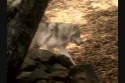 Captura de 'That Bitch Ate Our Witch' nº 1