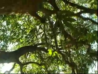 Historias Que O Povo Conta 8 (The Stories People Tell 8) - Scena4 - 1