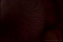 'Deep Cheeks 6' screenshot nº 134