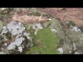 Best of Nature Style - Szene3 - 1