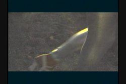 'Sizzle' screenshot nº 99