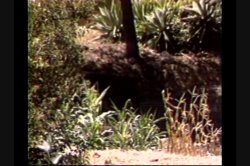 'Blacks & Blondes' screenshot nº 6