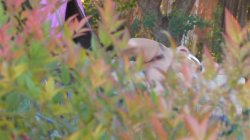 'She Likes to be Watched' screenshot nº 59