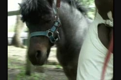 Captura de 'Rocco's True Anal Stories 21' nº 57