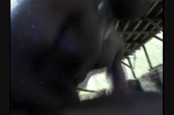 Captura de 'Rocco's True Anal Stories 21' nº 89