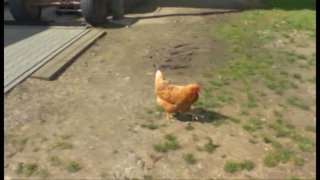 5 Stunden Bauernhof Schlampen - Scène7 - 6