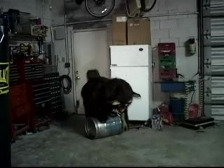 Shane&#39;s World 31 - The Life &amp; Times of Drunky the Bear - Scene2 - 2