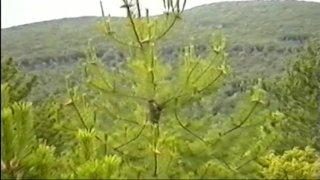 Vacca Chianina - Scène3 - 6