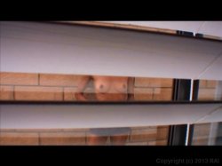 'Bonin' In The Backyard' screenshot nº 9