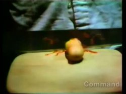 'Cecil Howard's The Last X-Rated Movie 4' screenshot nº 29