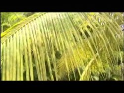 'Sexual Revenge In The Tropics (French)' screenshot nº 132