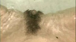 'Pussy Lust 11' screenshot nº 118