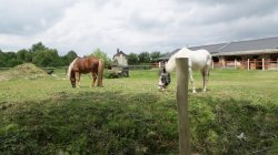 'Young Horse Riders' screenshot nº 29