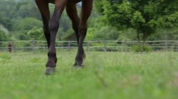 'Young Horse Riders' screenshot nº 31
