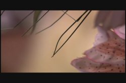 Captura de 'Cockadile Dundee' nº 3