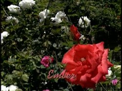 Captura de 'Bed of Roses' nº 10