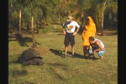 'Tropical Cock-Tale' screenshot nº 133