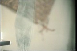 'Deep Inside Hyapatia Lee' screenshot nº 107