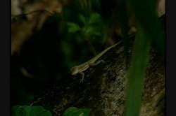 Captura de 'Caribbean Undercover' nº 106