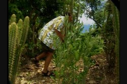 Captura de 'Caribbean Undercover' nº 107