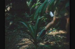 'Pink Lagoon' screenshot nº 64