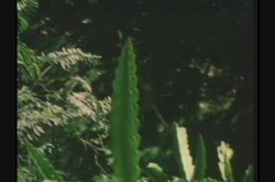 'Pink Lagoon' screenshot nº 115