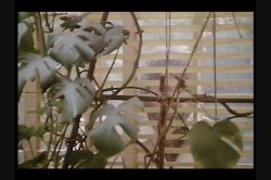 Captura de 'Sex Nurses' nº 39